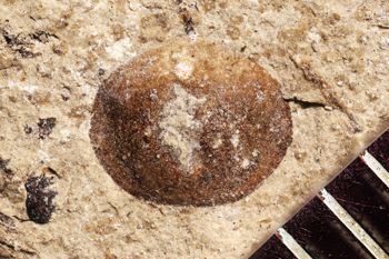 Media type: image;   Entomology PALE-1205